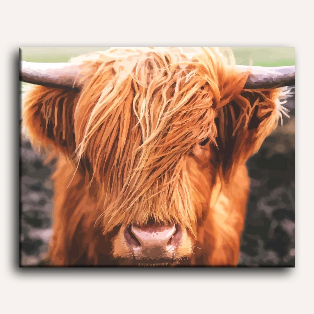 Scottish Highland Cattle | Paint by numbers - Image 2